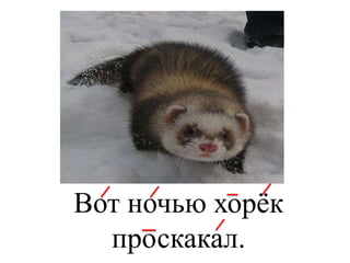 Вот ночью хорёк
проскакал.