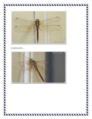 夜遊蜻蜓俯瞰照...
 