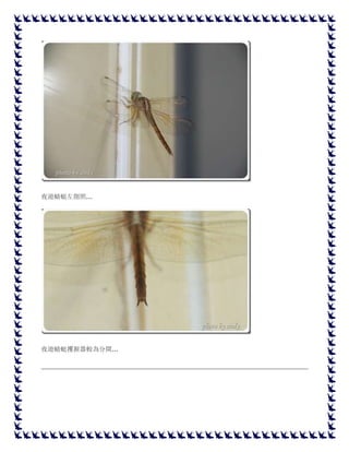 夜遊蜻蜓左側照...
夜遊蜻蜓攫握器較為分開...
 