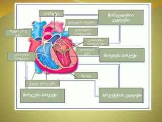 კარისებრი
სარქველები
კარისებრი
სარქველი
აორტა
ჯიბისებრი
სარქველები
ძგიდე
ქვედა ღრუ ვენა
ზედა ღრუ
ვენა
ფილტვის არტერია
ფილტვის
ვენა
წინაგულების
კედლები
წინაგულების
კედლები
მარცხენა პარკუჭი
პარკუჭების კედლებიმარჯვენა პარკუჭი
 