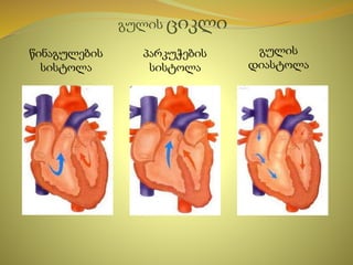 გულის ციკლი
წინაგულების
სისტოლა
პარკუჭების
სისტოლა
გულის
დიასტოლა
 