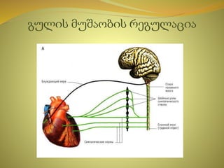 გულის მუშაობის რეგულაცია
 