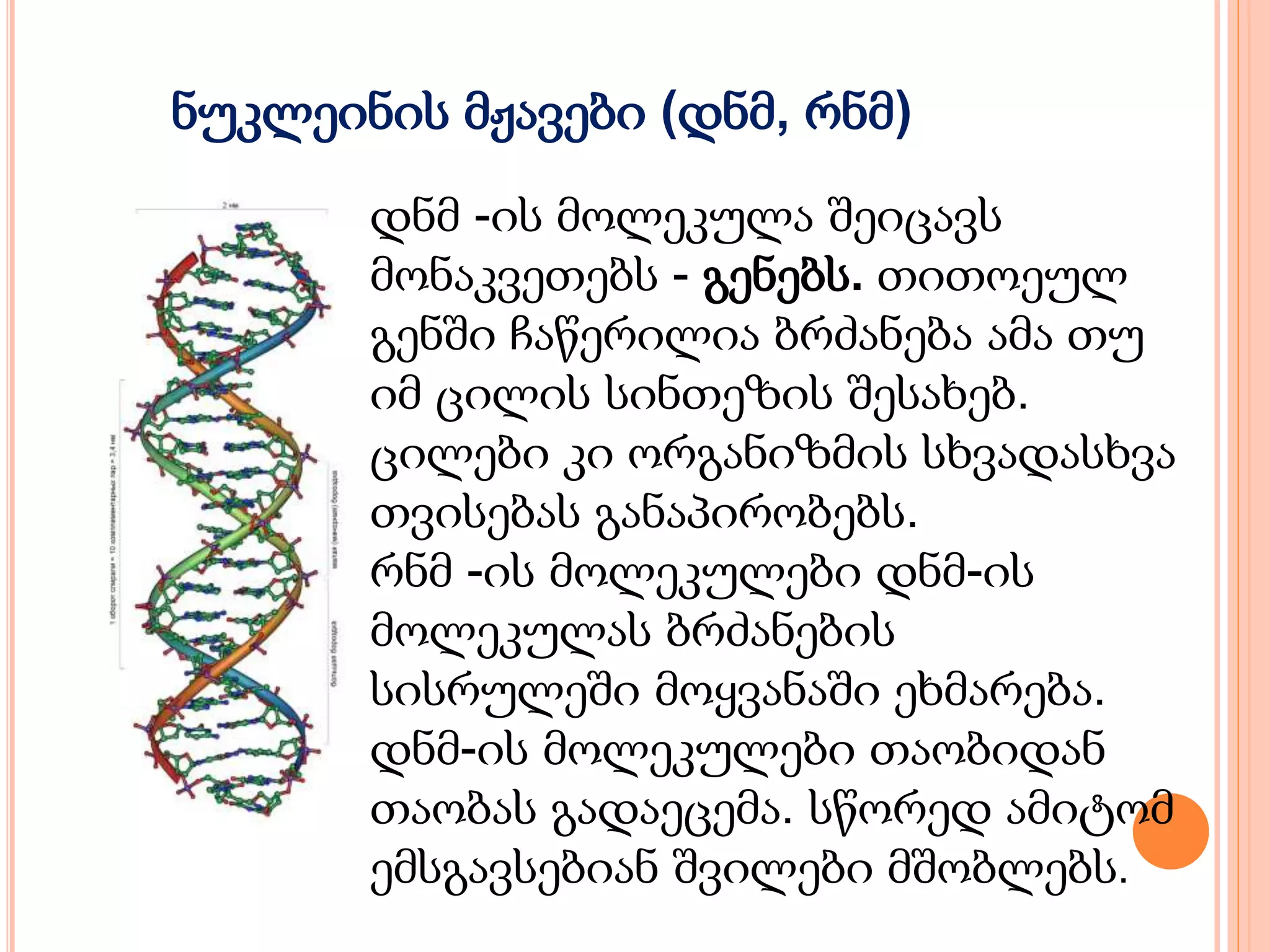 ნუკლეინის მჟავები (დნმ, რნმ)
დნმ -ის მოლეკულა შეიცავს
მონაკვეთებს - გენებს. თითოეულ
გენში ჩაწერილია ბრძანება ამა თუ
იმ ცილის სინთეზის შესახებ.
ცილები კი ორგანიზმის სხვადასხვა
თვისებას განაპირობებს.
რნმ -ის მოლეკულები დნმ-ის
მოლეკულას ბრძანების
სისრულეში მოყვანაში ეხმარება.
დნმ-ის მოლეკულები თაობიდან
თაობას გადაეცემა. სწორედ ამიტომ
ემსგავსებიან შვილები მშობლებს.
 