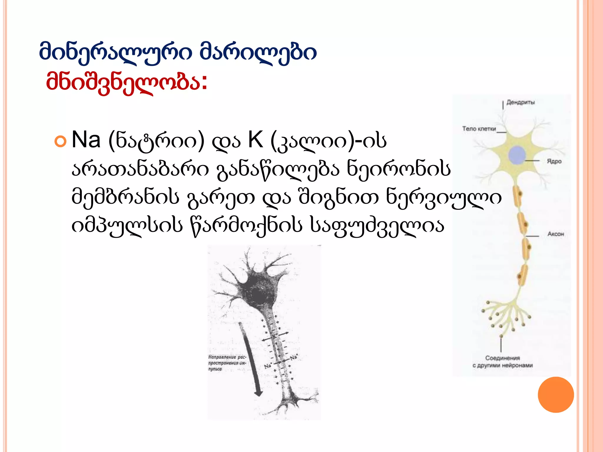 მინერალური მარილები
მნიშვნელობა:
 Na (ნატრიი) და K (კალიი)-ის
არათანაბარი განაწილება ნეირონის
მემბრანის გარეთ და შიგნით ნერვიული
იმპულსის წარმოქნის საფუძველია
 