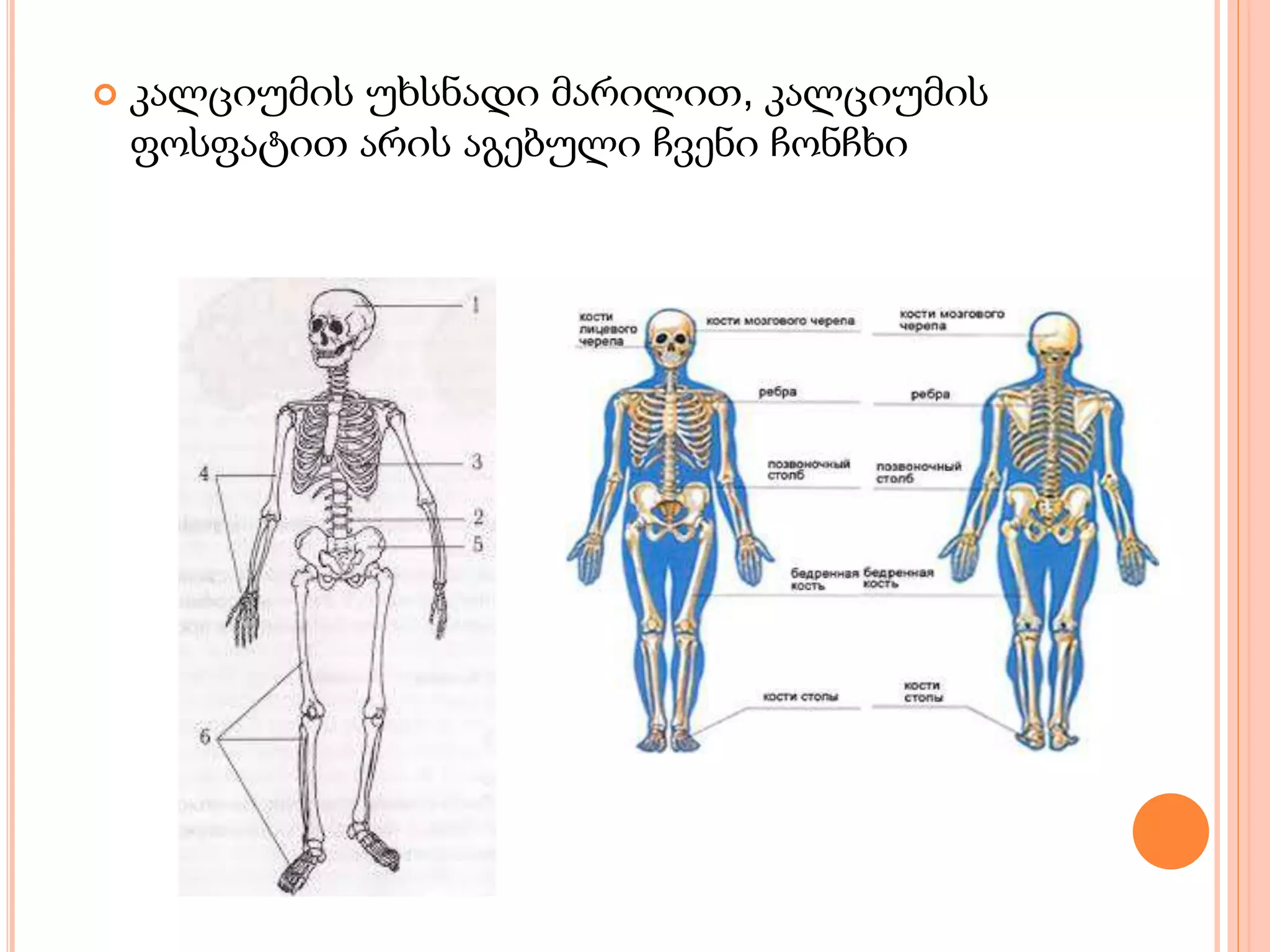  კალციუმის უხსნადი მარილით, კალციუმის
ფოსფატით არის აგებული ჩვენი ჩონჩხი
 