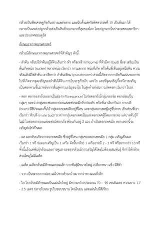 กล้วยเป็นพืชเศรษฐกิจกันอย่างแพร่หลาย และนับตั้งแต่คริสต์ศตวรรษที่ 19 เป็นต้นมา ได้
กลายเป็นแหล่งปลูกกล้วยส่งเป็นสินค้าออกมากที่สุดของโลก โดยปลูกมากในประเทศคอสตาริกา
และประเทศฮอนดูรัส
ลักษณะทางพฤกษศาสตร์
กล้วยมีลักษณะทางพฤกษศาสตร์ที่สาคัญๆ ดังนี้
- ลาต้น กล้วยมีลาต้นอยู่ใต้ดินเรียกว่า หัว หรือเหง้า (rhizome) ที่หัวมีตา (bud) ซึ่งจะเจริญเป็น
ต้นเกิดหน่อ (sucker) หลายหน่อ เรียกว่า การแตกกอ หน่อที่เกิด หรือต้นที่เห็นอยู่เหนือดิน ความ
จริงแล้วมิใช่ลาต้น เราเรียกว่า ลาต้นเทียม (pseudostem) ส่วนนี้เกิดจากการอัดกันแน่นของกาบ
ใบที่เกิดจากจุดเจริญของลาต้นใต้ดิน กาบใบจะชูก้านใบ และใบ และที่จุดเจริญนี้จะมีการเจริญ
เป็นดอกตามขึ้นมาหลังจากสิ้นสุดการเจริญของใบ ใบสุดท้ายก่อนการเกิดดอก เรียกว่า ใบธง
- ดอก ดอกของกล้วยออกเป็นช่อ (inflorescence) ในช่อดอกยังมีกลุ่มของช่อ ดอกย่อยเป็น
กลุ่มๆ ระหว่างกลุ่มของช่อดอกย่อยแต่ละช่อจะมีกลีบประดับ หรือที่เราเรียกกันว่า กาบปลี
(bract) มีสีม่วงแดงกั้นไว้ กลุ่มดอกเพศเมียอยู่ที่โคน และกลุ่มดอกเพศผู้อยู่ที่ปลาย เป็นส่วนที่เรา
เรียกว่า หัวปลี (male bud) ระหว่างกลุ่มดอกเพศเมียและดอกเพศผู้มีดอกกะเทย แต่บางพันธุ์ก็
ไม่มี ในช่อดอกย่อยแต่ละช่อมีดอกเรียงซ้อนกันอยู่ 2 แถว ถ้าเป็นดอกเพศเมีย ดอกเหล่านี้จะ
เจริญต่อไปเป็นผล
- ผล ผลกล้วยเกิดจากดอกเพศเมีย ซึ่งอยู่ที่โคน กลุ่มของดอกเพศเมีย 1 กลุ่ม เจริญเป็นผล
เรียกว่า 1 หวี ช่อดอกเจริญเป็น 1 เครือ ดังนั้นกล้วย 1 เครืออาจมี 2 - 3 หวี หรือมากกว่า 10 หวี
ทั้งนี้แล้วแต่พันธุ์กล้วยและการดูแล ผลของกล้วยมีการเจริญได้โดยไม่ต้องผสมพันธุ์ จึงทาให้กล้วย
ส่วนใหญ่ไม่มีเมล็ด
- เมล็ด เมล็ดกล้วยมีลักษณะกลมเล็ก บางพันธุ์มีขนาดใหญ่ เปลือกหนา แข็ง มีสีดา
- ราก เป็นระบบรากฝอย แผ่ไปทางด้านกว้างมากกว่าทางแนวดิ่งลึก
- ใบ ใบกล้วยมีลักษณะเป็นแผ่นใบใหญ่ มีความกว้างประมาณ 70 - 90 เซนติเมตร ความยาว 1.7
- 2.5 เมตร ปลายใบมน รูปใบขอบขนาน โคนใบมน และแผ่นใบมีสีเขียว
 