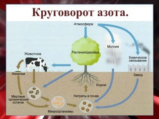 Круговорот азота.
 
