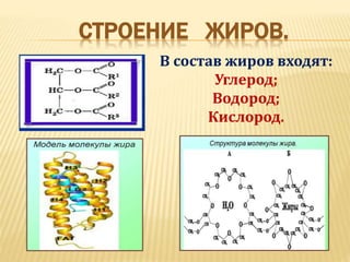 Что такое трансжиры и почему их запретили почти все страны