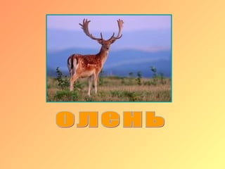 Трубит без трубы,
Живет без избы,
Когда линяет,
Рога роняет.
 