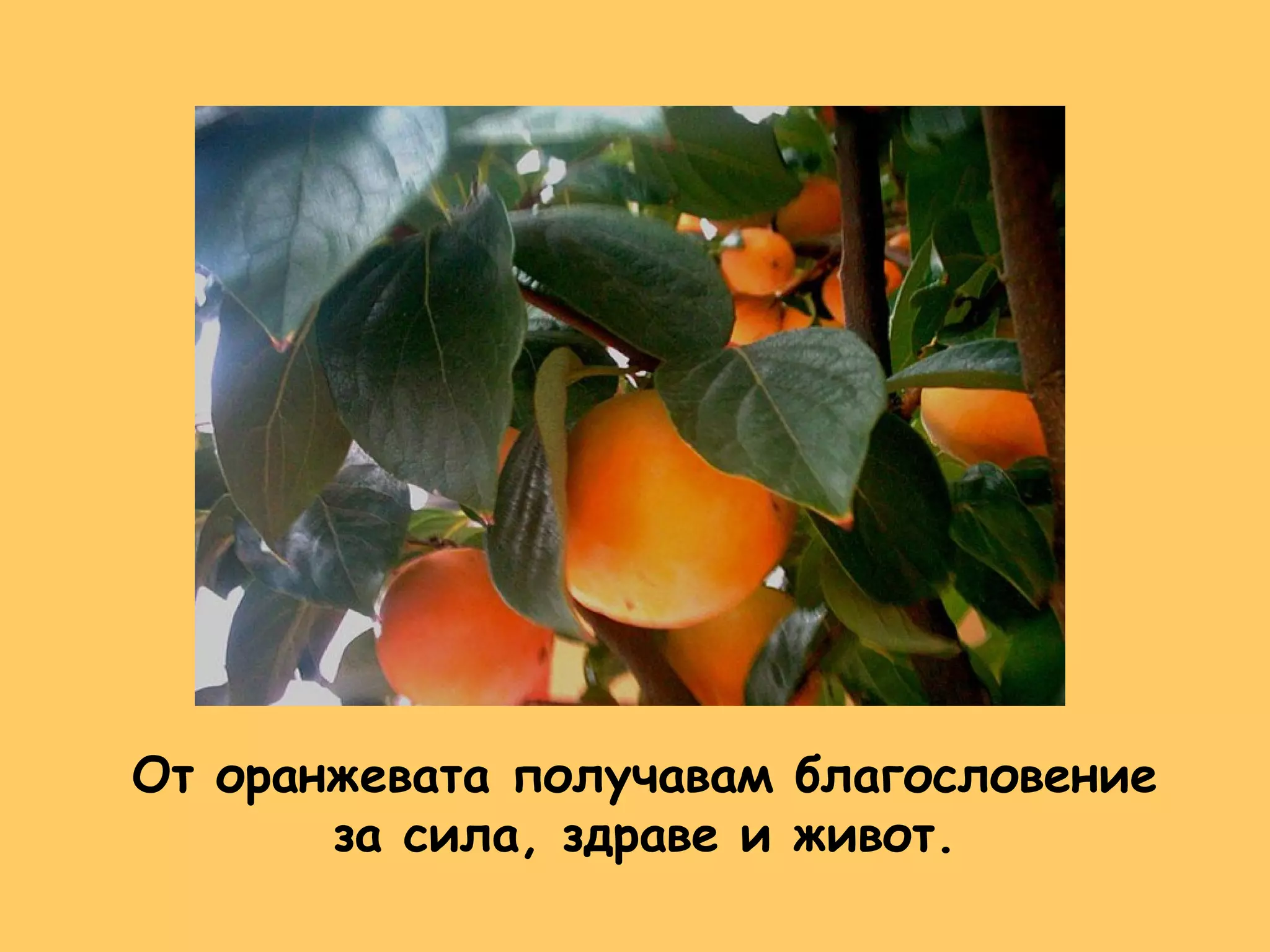 Палитра на цветните лъчи на светлината | PPT