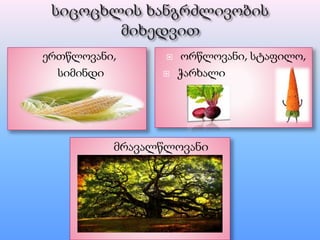 ერთწლოვანი,
სიმინდი
 ორწლოვანი, სტაფილო,
 ჭარხალი
მრავალწლოვანი
ასკილი, მუხა
 