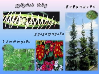 წ ი წ ვ ო ვ ა ნ ი
ს პ ო რ ო ვ ა ნ ი
ყ ვ ა ვ ი ლ ო ვ ა ნ ი
 