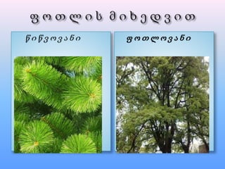 წ ი წ ვ ო ვ ა ნ ი ფ ო თ ლ ო ვ ა ნ ი
 