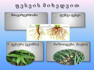  მთავარღერძიანი  ფუნჯა ფესვი
• ფესურა (გვიმრა) რიზოიდები (ხავსი)
 