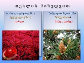 ფარულთესლოვანი (
(ყვავილოვანი )
ვარდი
შიშველთესლოვანი
(წიწვოვანი)
ნაძვი, ფიჭვი
 