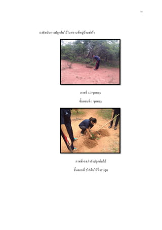 10
4.4ดาเนินการปลูกต้นไม้ในสถานที่หมู่บ้านท่าว้า
ภาพที่ 4.3 ขุดหลุม
ขั้นตอนที่ 1 ขุดหลุม
ภาพที่ 4.4.กาลังปลูกต้นไม้
ขั้นตอนที่ 2ใส่ต้นไม้ที่จะปลูก
 