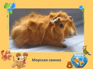 Морская свинка
 