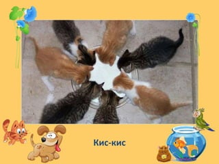 Кис-кис
 
