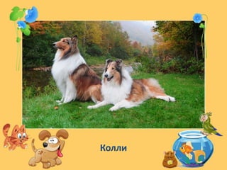Колли
 