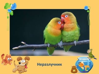 Неразлучник
 