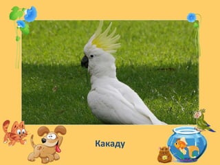 Какаду
 