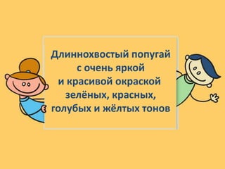 Длиннохвостый попугай
с очень яркой
и красивой окраской
зелёных, красных,
голубых и жёлтых тонов
 