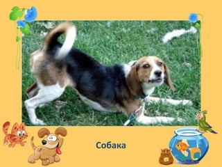 Собака
 