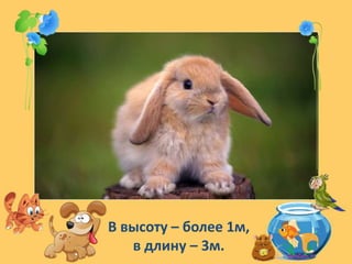 В высоту – более 1м,
в длину – 3м.
 