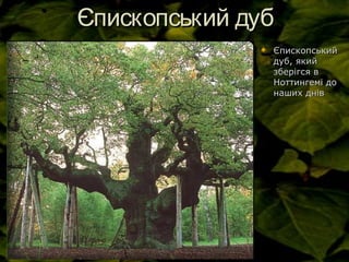 Єпископський дубЄпископський дуб
 ЄпископськийЄпископський
дуб, якийдуб, який
зберігся взберігся в
Ноттингемі доНоттингемі до
наших днівнаших днів
 