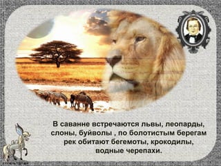 В саванне встречаются львы, леопарды,
слоны, буйволы , по болотистым берегам
рек обитают бегемоты, крокодилы,
водные черепахи.
 