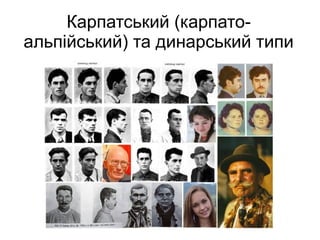 Карпатський (карпато-
альпійський) та динарський типи
 