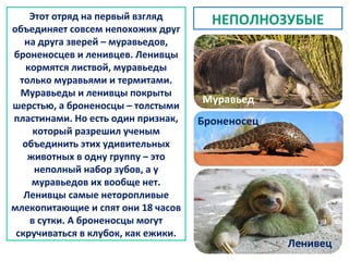 Млекопитающие. Классификация | PPT