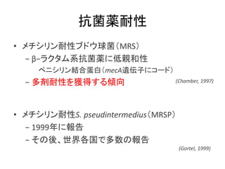 a
? ԥ֥ɥMRS
? ?饯ϵa˵H
ڥ˥YϵףmecAzӤ˥`ɣ
? Ԥ@äA
? S. pseudintermediusMRSP
? 1999ˈ
? ᡢǶΈ
(Chamber, 1997)
(Gortel, 1999)
 