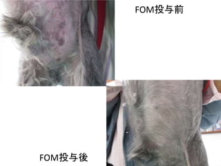 FOMͶ
FOMͶǰ
 