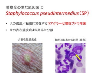 ēƤ֢ԭ
Staphylococcus pseudintermediusSP
? ȮƤwճĤ˳ڤ륳`ԥ֥ɥ
? ȮαēƤ֢ʤ˷x
ȮēƤ֢ \ˤΑB
 