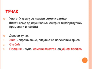 ТУЧАК
 Улога- У њему се налазе семени замеци
Штити семе од исушивања, оштрих температурних
промена и инсеката
 Делови тучак:
1. Жиг - опрашивање, спајање са поленовим зрном
2. Стубић
3. Плодник - чува семени заметак са јајном ћелијом
 
