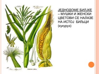 ЈЕДНОДОМЕ БИЛЈКЕ
– МУШКИ И ЖЕНСКИ
ЦВЕТОВИ СЕ НАЛАЗЕ
НА ИСТОЈ БИЉЦИ
(кукуруз)
 