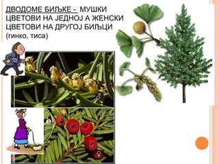 ДВОДОМЕ БИЉКЕ - МУШКИ
ЦВЕТОВИ НА ЈЕДНОЈ А ЖЕНСКИ
ЦВЕТОВИ НА ДРУГОЈ БИЉЦИ
(гинко, тиса)
 