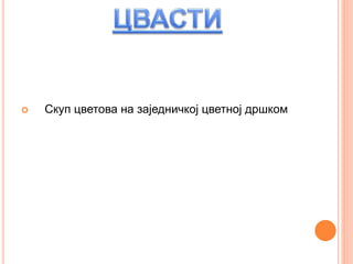  Скуп цветова на заједничкој цветној дршком
 