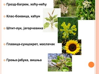  Грозд-багрем, хоћу-нећу
 Клас-боквица, каћун
 Штит-лук, јагорчевина
 Главица-сунцокрет, маслачак
 Гроња-јабука, вишња
 