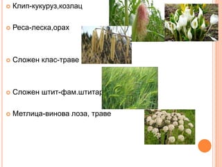  Клип-кукуруз,козлац
 Реса-леска,орах
 Сложен клас-траве
 Сложен штит-фам.штитара
 Метлица-винова лоза, траве
 