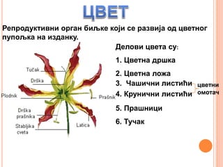 Репродуктивни орган биљке који се развија од цветног
пупољка на изданку.
Делови цвета су:
1. Цветна дршка
2. Цветна ложa
3. Чашични листићи
4. Крунични листићи
5. Прашници
6. Тучак
цветни
омотач
 