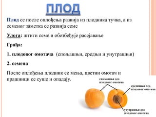 Плод се после оплођења развија из плодника тучка, а из
семеног заметка се развија семе
Улога: штити семе и обезбеђује расејавање
Грађа:
1. плодовог омотача (спољашњи, средњи и унутрашњи)
2. семена
После оплођења плодник се мења, цветни омотач и
прашници се суше и опадају.
 