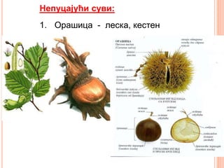 Непуцајући суви:
1. Орашица - леска, кестен
 