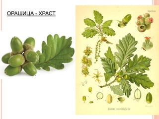 ОРАШИЦА - ХРАСТ
 
