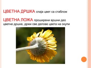 ЦВЕТНА ДРШКА спаја цвет са стаблом
ЦВЕТНА ЛОЖА проширени вршни део
цветне дршке, држи све делове цвета на окупи
 