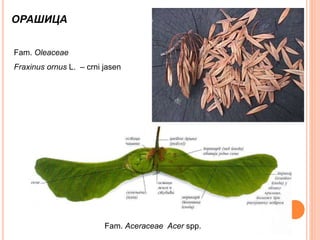 ОРАШИЦА
Fam. Oleaceae
Fraxinus ornus L. – crni jasen
Fam. Aceraceae Acer spp.
 