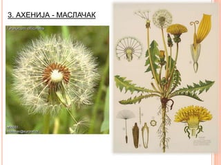 3. АХЕНИЈА - МАСЛАЧАК
 