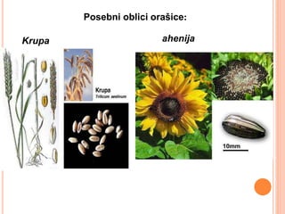 Posebni oblici orašice:
Krupa ahenija
 