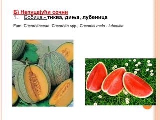 Б) Непуцајући сочни
1. Бобица - тиква, диња, лубеница
Fam. Cucurbitaceae Cucurbita spp., Cucumis melo - lubenica
 